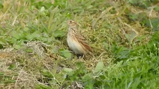 強風の中のチョウゲンボウとホオアカ