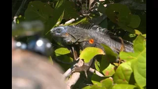 A Blow Gun Hunt for Florida's Giant Iguanas