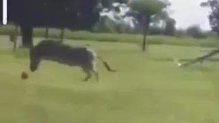 Zebra playing Soccer