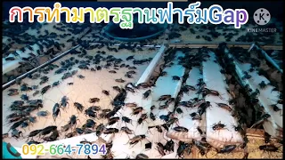 Ep.291 #การทำมาตรฐานฟาร์มจิ้งหรีด(Gap)