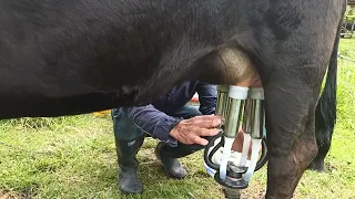 Enseñando a una vaca primeriza a ser ordeñada. #Ganaderíaymuchomás #ganaderia