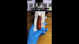 Hot Dog under Microscope