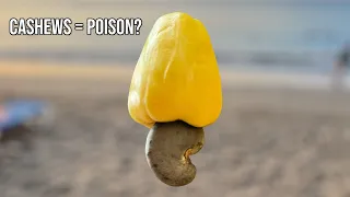 Why Cashews Are Never Sold In Their Shells