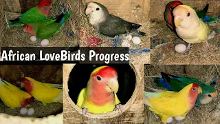 African LoveBirds Breeding progress start in Colony