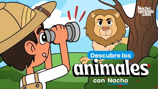 🦁🐻¡EXPLORA el mundo de los #Animales con NACHO! - Aventuras educativas para #Niños