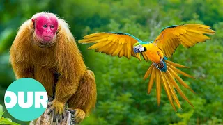 The 10 Greatest Wildlife Animals of the Amazon | Our World