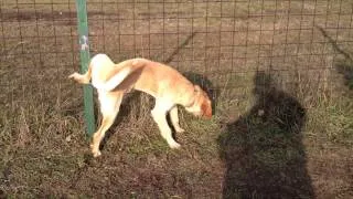 vizsla mix