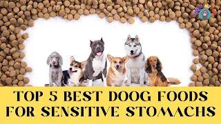 ✅Top 5 Highly Recommended Dog Foods for Dogs with Sensitive Stomachs 2024