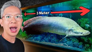 ORANG INI PUNYA IKAN RAKSASA 3 METER!!