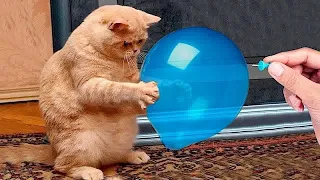 Funniest Cats And Dogs Videos 😎 - Best Funny Animal Videos 2024 😹🐶