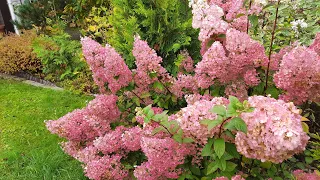 Обрезка молодых саженцев  гортензий 🌿 Самарская Лидия 🌿 Би Хеппи 🌿 Петит Стар🌿