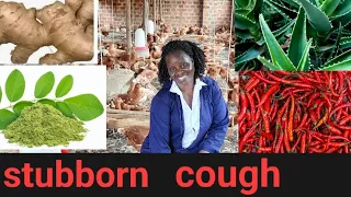 DON'T BUY CHICKEN MEDICINE AGAIN, prevent and treat stubborn chicken cough using these magic plants