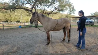 Equine Massage - Jericho