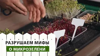 Разрушаем мифы о микрозелени