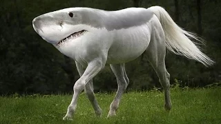 Top 10 Most Amazing Hybrid Animals You Won't Believe Actually Exist