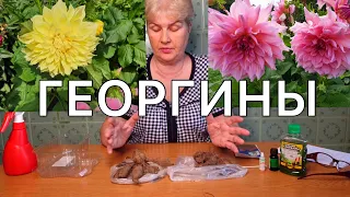 Гигантские георгины. Когда и как проращивать клубни георгинов.