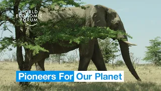 Saving Wildlife & Grasslands: East Africa's Maasai on nature preservation | Pioneers for Our Planet