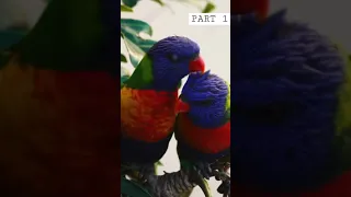 RAINBOW BIRDS CLEANING EACH OTHER