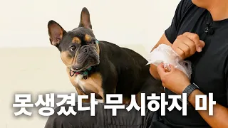 French Bulldogs, get bullied in South Korea... 😢 | Dog Encyclopedia: French Bulldog