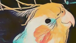 pihu mel Cockatiel Singing Sounds