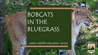 Bobcats in the Bluegrass