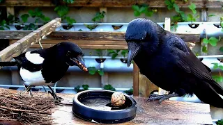 MAGPIES VS. CROWS - WHO'S THE BOSS ? (#birds #magpie #crow #nature #relaxing)