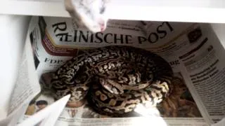 Tigerpython Fütterung mit Frostfutter