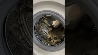 Cat climbs into the washing machine and runs it like a wheel!