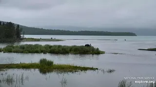 Rangers retrieving body of deceased coy of Bear Sow 803 LR 2020 07 0