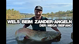 WELS BEIM ZANDERANGELN - DER RIESEN BEIFANG! MBZB.DE