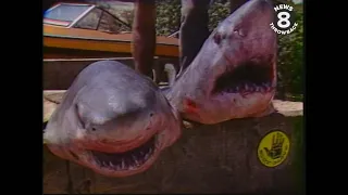 Great White Sharks Caught in La Jolla 1988