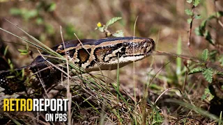 This Snake Is Eating the Everglades | Retro Report on PBS