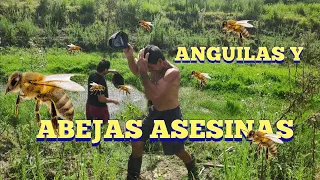 Anguilas y abejas asesinas en pesca en agua dulce.