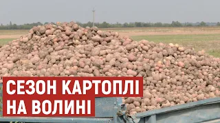 На Волині триває сезон збору овочів