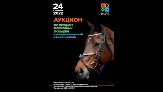 АУКЦИОН ПО ПРОДАЖЕ ПЛЕМЕННЫХ ЛОШАДЕЙ ЧИСТОКРОВНОЙ, ВЕРХОВОЙ И РЫСИСТЫХ ПОРОД.