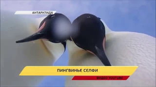 Пингвины нашли камеру и сделали селфи