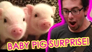 Guy Gets Surprised With Tiny Pigs