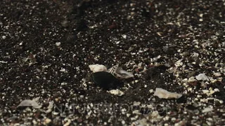 Hermit crabs foraging in tide pool, macro topside