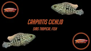 Sims Tropical Fish  - Carpintis Cichlid