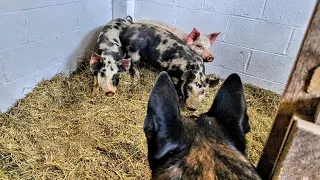 Pickin PIGS! _ A Very Homestead Video // Whitt Acres