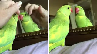 Clever parrot learns how to answer questions when asked