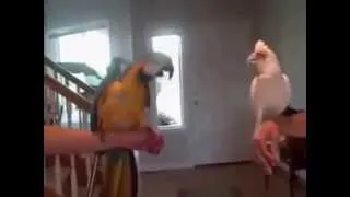 Танцующие попугаи (Dancing Parrots)