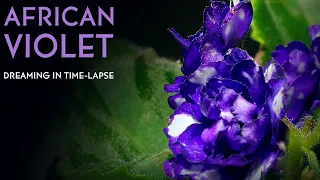 African Violet - Time-lapse with Music