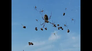 무당거미의 일생,  The life of Joro spider