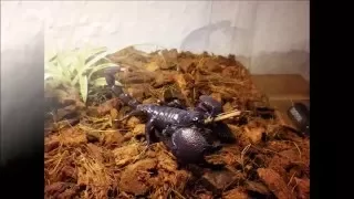 Kaiserskorpion Fütterung | Feeding an emperor scorpion | Pandinus imperator
