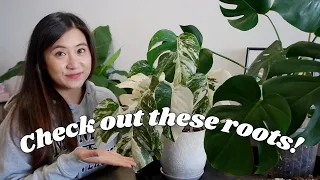 Repot with me Q&A | Answering your questions while repotting root-bound Monsteras 😬