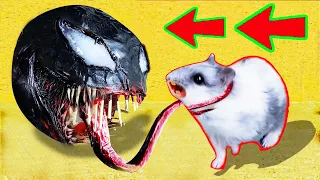 🐹👹VENOM Hamster Obstacle Course  Maze with Traps + Scorpion😱