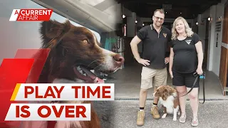 Four-legged friends banned from Brisbane brewery after single complaint | A Current Affair