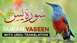 SURAH YASEEN ||SURAH YASEEN WITH URDU TRANSLATION |YASEEN |@tilawatequran9118