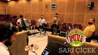 Moli | Sarı Çiçek (Sarı Kız)